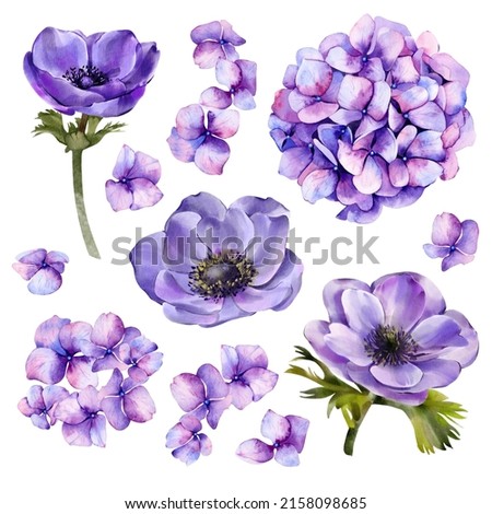 Set of watercolor illustrations of flowers anemone and hydrangea.  Elements isolated on white background for your design.
 Imagine de stoc © 