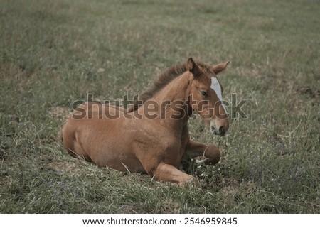 Similar – Image, Stock Photo Brown horse resting in stable