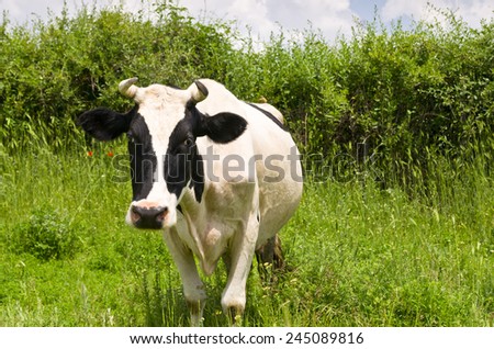 A curious dairy cow standing and grazing in her pasture