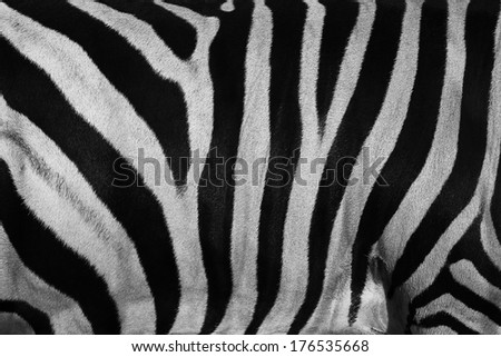 texture of zebra skin