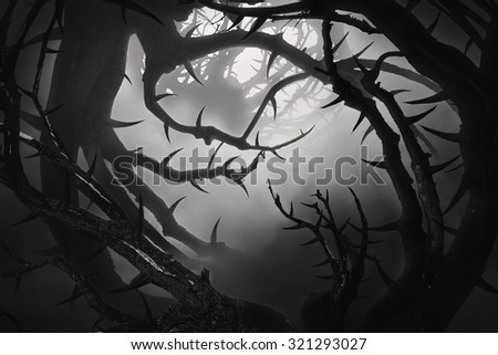 Similar – Image, Stock Photo Thorny tree in full bloom in early spring and easter backlighting