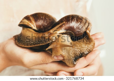 two giant snails on human hands in studio