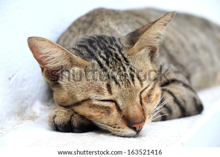Sleeping Cat, Siam cat