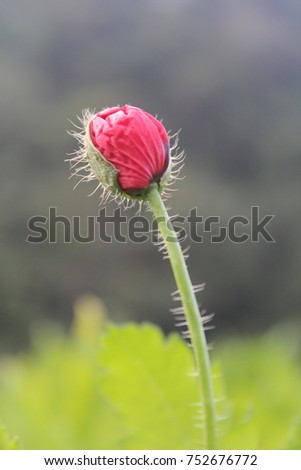 Foto Bild Schlafmohn in einem Garten am Ende der Blühphase. Mohnkapseln, Mohnblüte