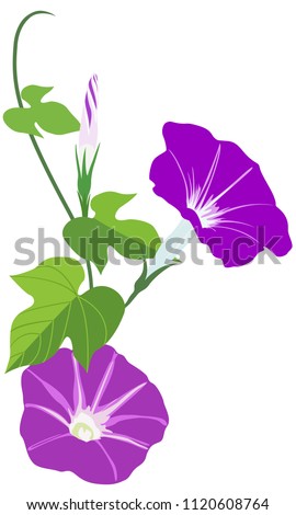 Morning Glory Vine Drawing | Free download on ClipArtMag