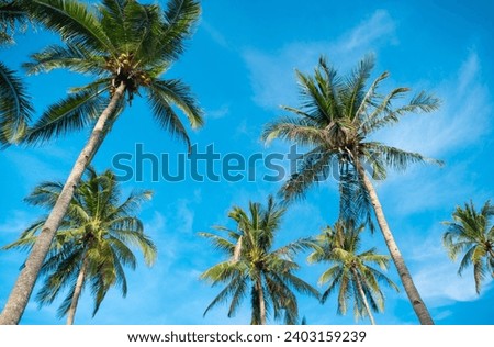 Similar – Image, Stock Photo palm tree on blue classic