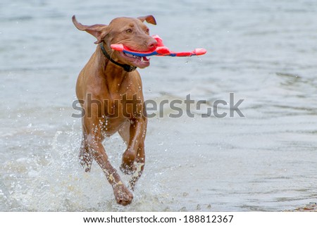 Vizsla hunting dog at play in the water