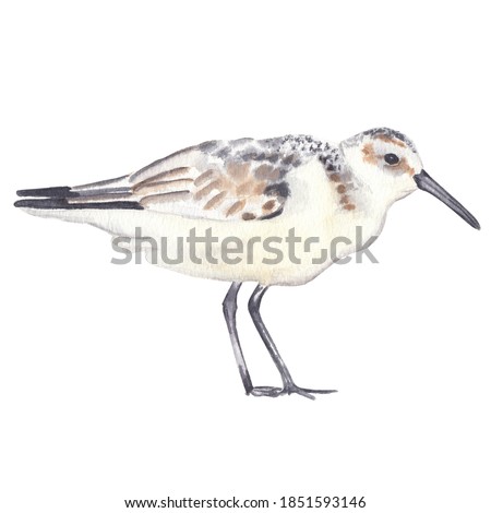 Watercolor sanderling bird drawing isolated on white background Watercolor clip art Cute realistic exotic bird 