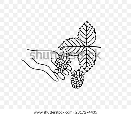 Picking raspberry, razzberry, fence berry, stash berry, plant and food, linear graphic design. Berry, berries, tayberries, fruit and meal, agriculture and agricultural, vector design and illustration