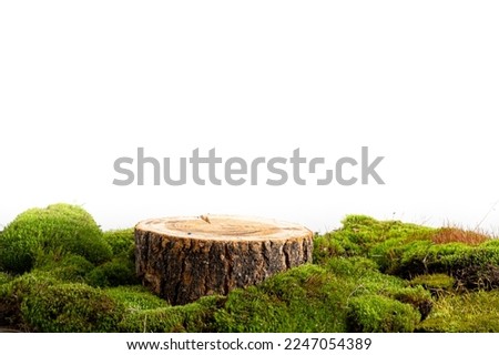 Similar – Image, Stock Photo cut out forest, tree stumps covered with fresh white snow, pine forest in distance, Christmas time in Latvia