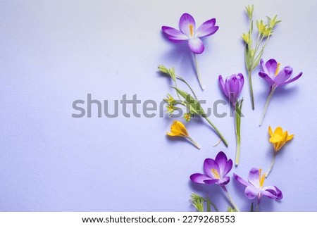 Similar – Image, Stock Photo Layout from crocus flowers