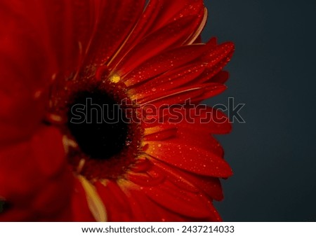 Similar – Image, Stock Photo Macro photo of a yellow pink chrysanthemum