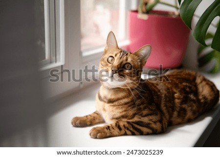 Similar – Image, Stock Photo bengal cat Animal Pet Cat