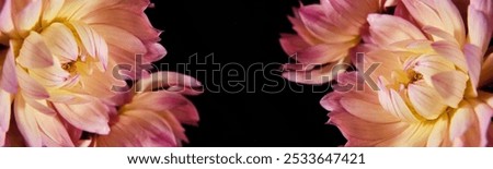 Similar – Image, Stock Photo Pink dahlia, minimal aesthetic background