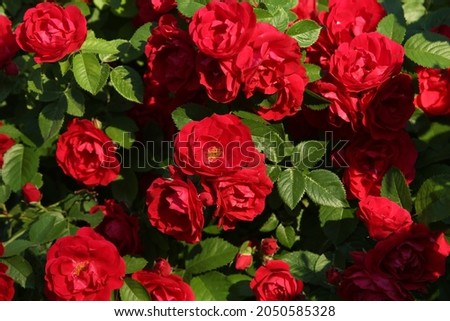 Red rose Amadeus. Blossoming bush of red climber rose. Summer decorative garden, park. Seasonal flowers. Flowers of climber rose. Wallpaper with flowers of red climber rose. Climber roses Amadeus