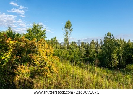 Letnia łąka otoczona krzakami w promieniach słońca o złotej godzinie Zdjęcia stock © 