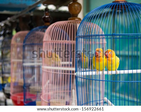 Yellow parakeets in colorful cages for sale at the bird market in Yogyakarta, Java, Indonesia.