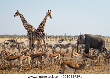 Similar – Image, Stock Photo Etosha National Park Namibia Safari Savanna Desert Acacia Tree Clouds Steppe Africa Background Distance