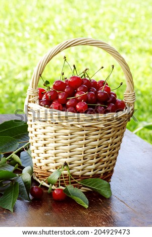 healthy sour cherries for a better life