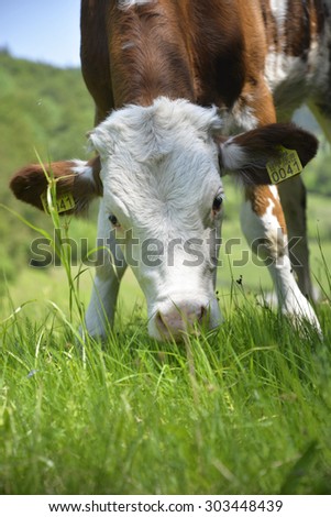 calf raised with green grass in the mountains