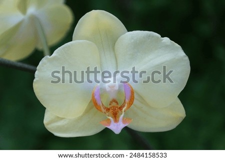 Similar – Image, Stock Photo Phalaenopsis orchid flower, tinted in pink.
