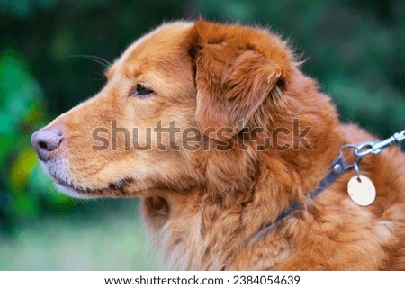 Similar – Image, Stock Photo Toller in the field Nature