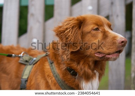 Similar – Image, Stock Photo Toller in the field Nature