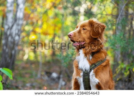 Similar – Image, Stock Photo Toller in the field Nature