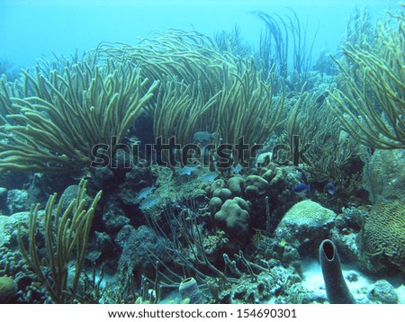 Underwater landscape in the Caribbean sea around Bonaire.