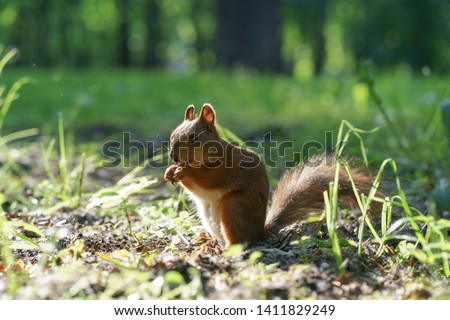 Similar – Foto Bild Eichhörnchen im Sonnenschein