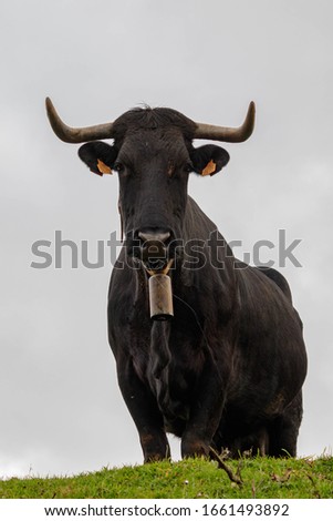 Image, Stock Photo Cows staring with slobber and flies