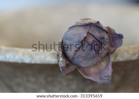 A close up of one dried lotus in an old pot