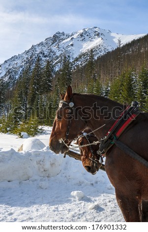 Two horses which transport tourists in sleigh carriages to Morskie Oko lake in winter, High Tatra Mountains, Poland