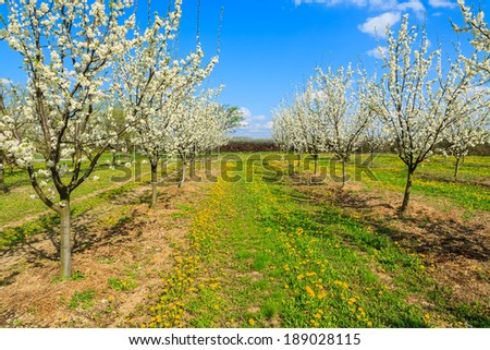 Rural road and plum trees in blossom in orchard near Kotuszow village, Poland