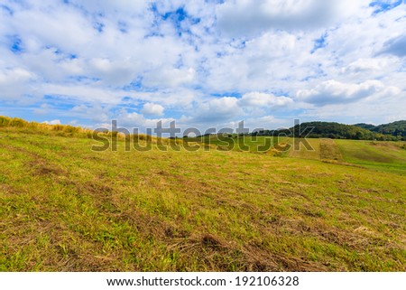 Wheat field in farming landscape in Jerzmanowice village near Krakow, Poland