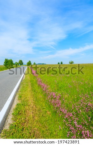 Road with purple flowers on green field in summer landscape, Szaflary, Tatra Mountains, Poland