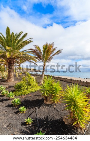 Tropical palm trees on Playa Blanca coastal promenade along ocean, Lanzarote, Canary Islands, Spain