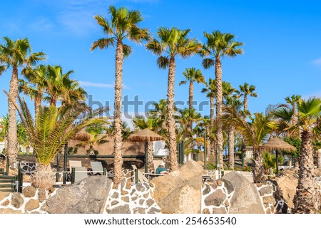 Palm trees on coastal promenade in Playa Blanca holiday village, Lanzarote, Canary Islands, Spain