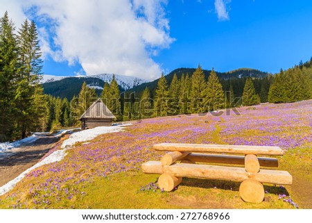 Wooden picnic table on meadow with blooming crocus flowers in Chocholowska valley, Tatra Mountains, Poland