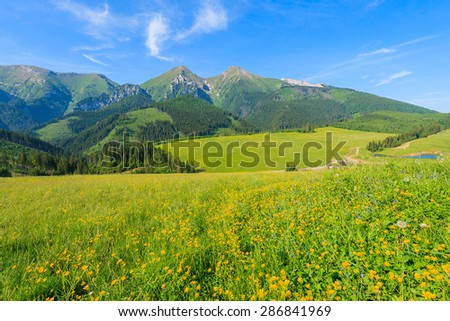 Yellow flowers on green meadow in summer landscape of Tatra Mountains, Slovakia
