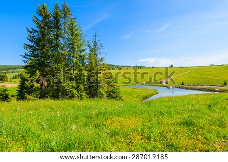 Green meadow with flowers and beautiful lake in summer landscape of Tatra Mountains, Slovakia