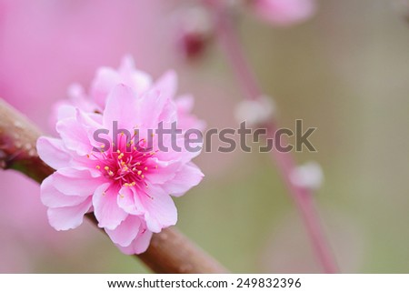 Pink Chinese plum flowers or Japanese apricot flowers, plum blossom soft focus and blurred background