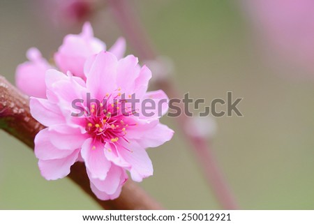 Pink Chinese plum flowers or Japanese apricot flowers, plum blossom soft focus and blurred background