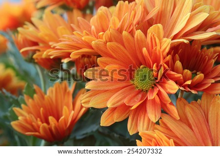 Orange Chrysanthemum flowers in flower garden