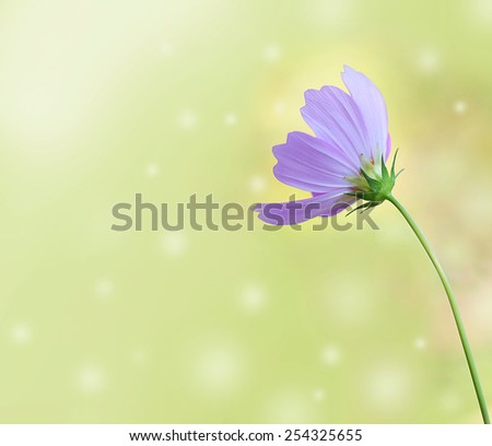 Pink cosmos flower and blurred background, flower background, soft focus
