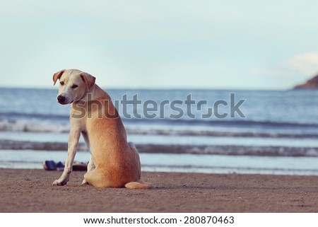 Dog sitting at the beach and look at camera, vintage tone