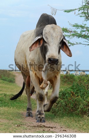 Herd of cows in the pasture rural Thailand