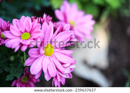pink Mum flowers in garden.