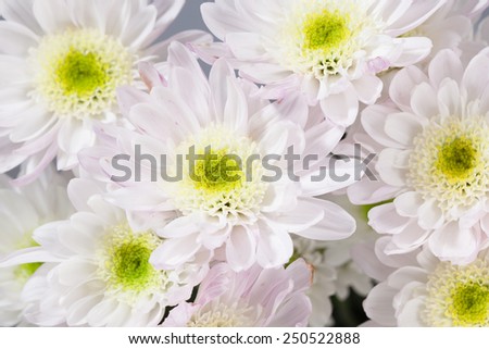Dendranthemum grandifflora, White Mum flower on white background.