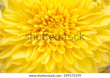Background of vibrant yellow mum flower close up.